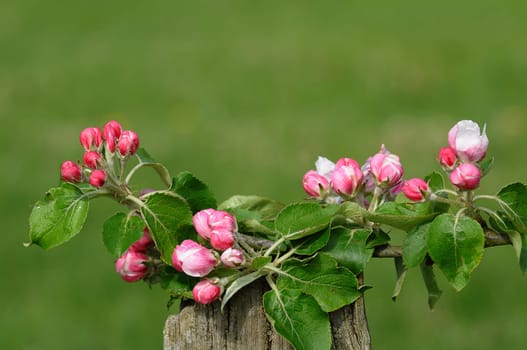 Flower branch