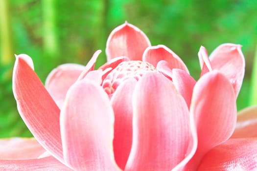 flowers from Thailand, Etlingera Elatior or Red Torch Ginger