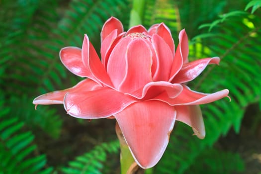 flowers from Thailand, Etlingera Elatior or Red Torch Ginger