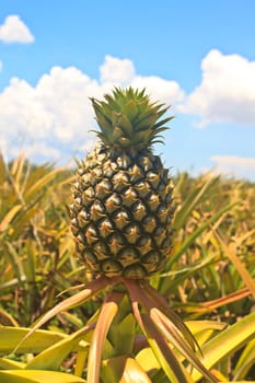 Pineapple tropical fruit growing in a farm