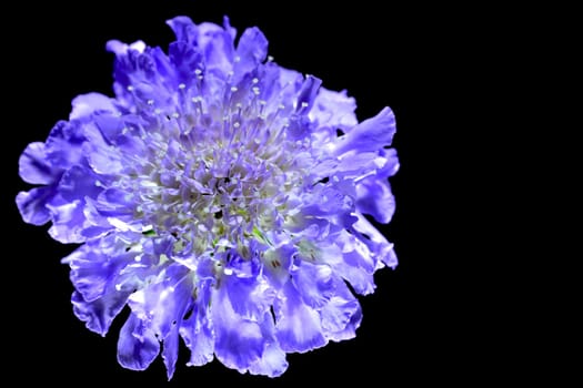 Scabiosa Columbaria