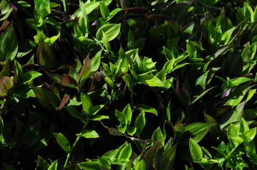 Tropical Grass Plant Texture on a Very Sunny Day