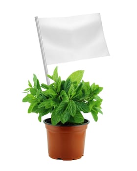 Healthy and organic food concept. Fresh mint plant in pot with flag showing the benefits or the price of fruits.