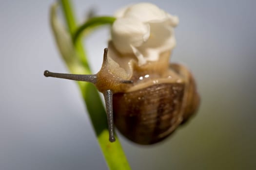 Snail