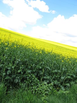 Blooming rapeseed field