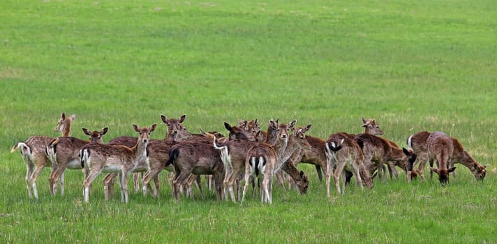 Deer pack (Female deer)