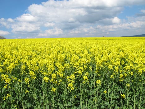 Blooming rapeseed field
