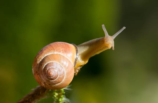 Snail