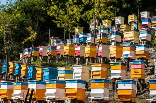Colored wooden beehives on mountain forest slope