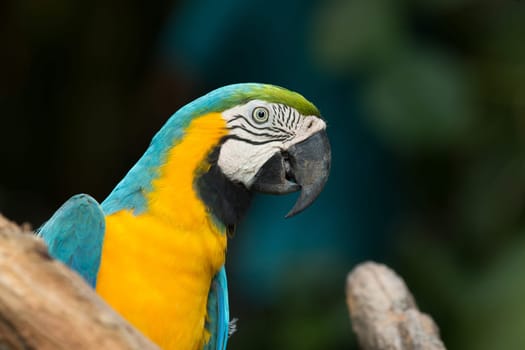 parrot bird sitting on the perch