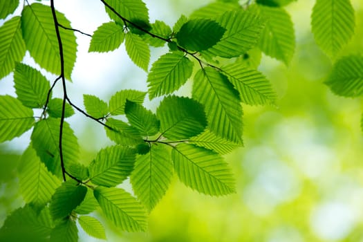 natural green background with selective focus