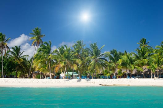 palm trees on tropical beach