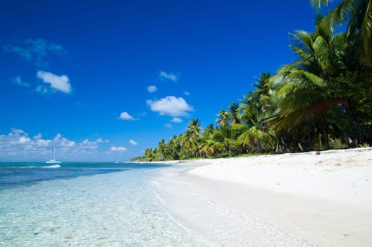 palm trees on tropical beach