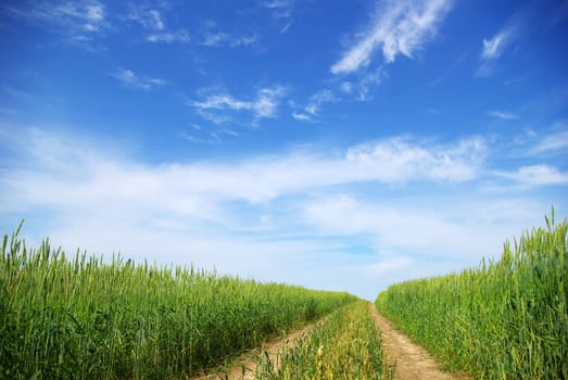 Early summer corn with a blue sky background