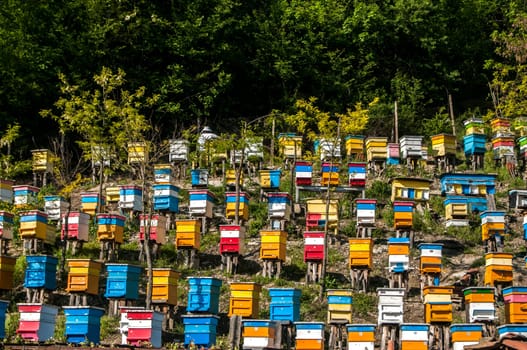 Colored wooden beehives on mountain forest slope