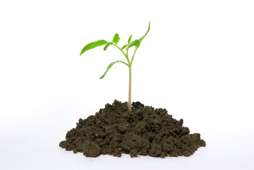Little green plant on white background