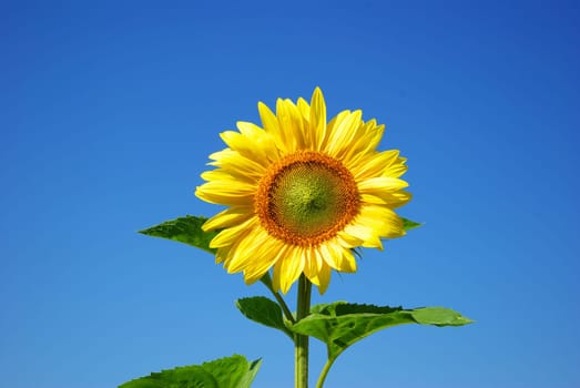 Yellow sunflower in summer afield with blue sky