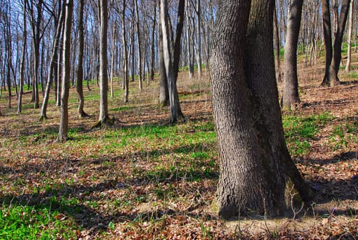 Spring Awakening in the Forest