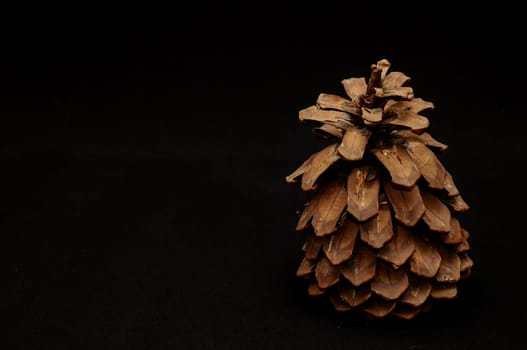 Pinus Ponderosa Pine Tree Pinecone on a Black Background
