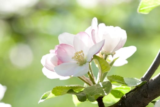Spring blossom of chery tree