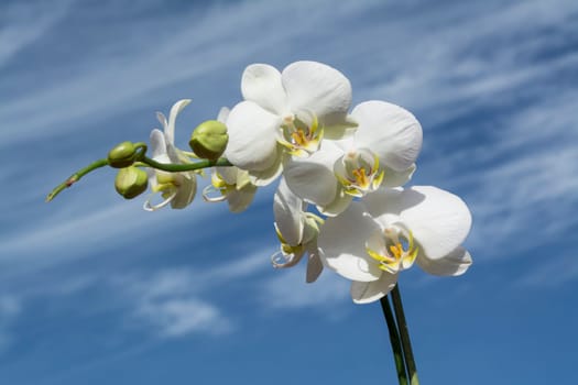 White orchid with yellow details and blue cloudy sky