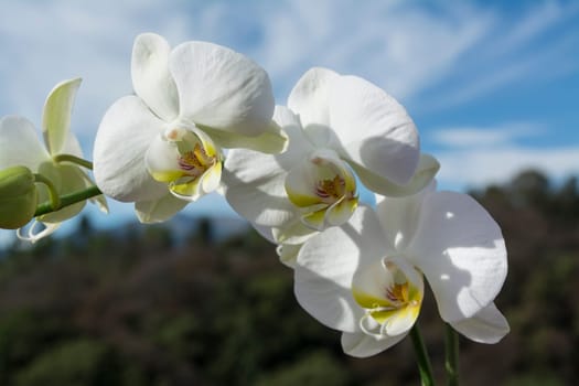 White orchid with yellow details and forested background with sky and clouds