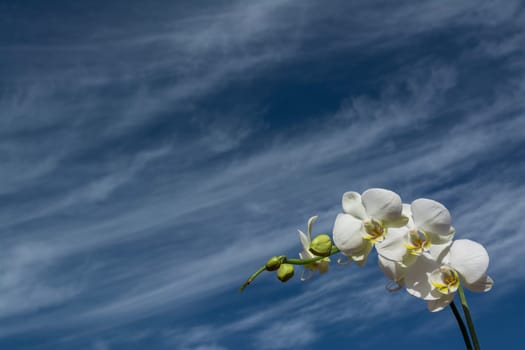 White orchid with yellow details and blue cloudy sky