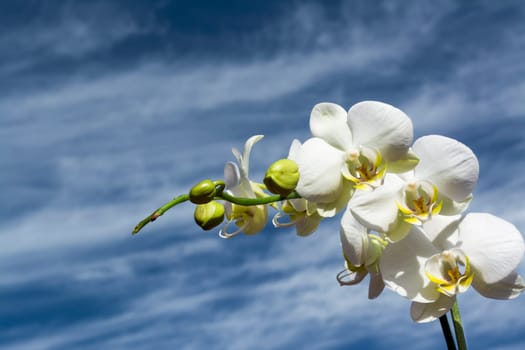 White orchid with yellow details and blue cloudy sky