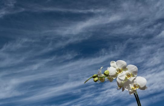 White orchid with yellow details and blue cloudy sky