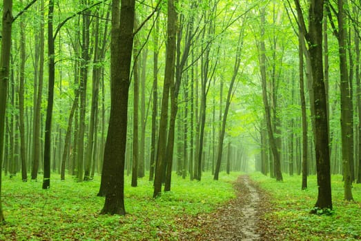 green forest background in sunny day