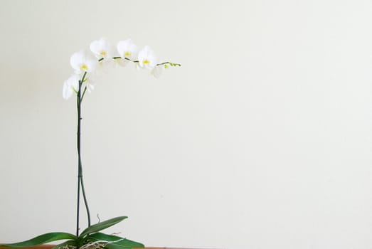 White orchid isolated on white background