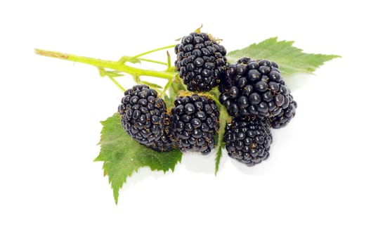 blackberry isolated on white background