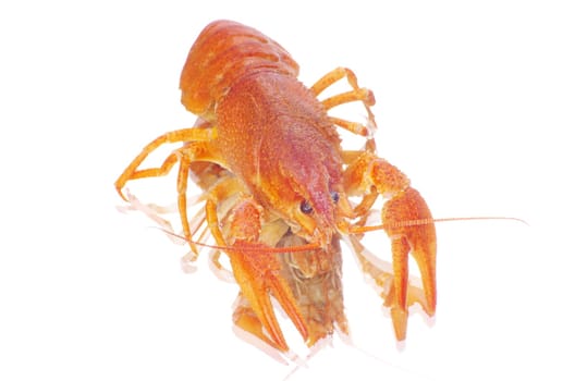 Hot boiled crayfish on white background