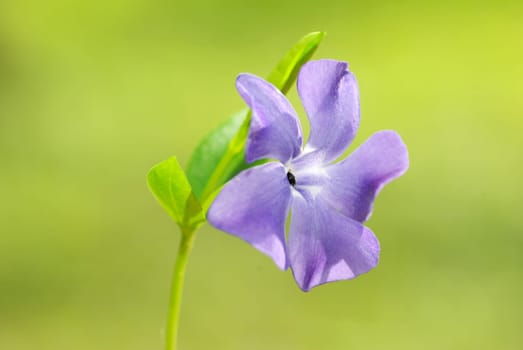 blue spring flower on the field