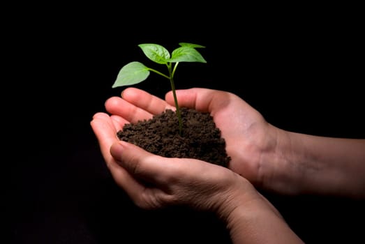 Hands holding sapling in soil