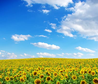 sunflower field over cloudy blue sky