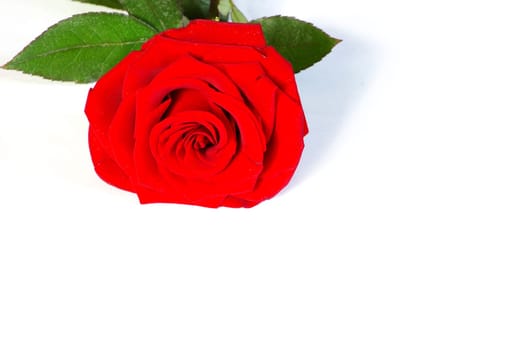 beautiful red rose on a white background