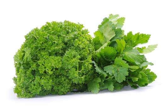 bunch of parsley on a white background