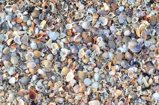 variety of broken seashells on a beach.