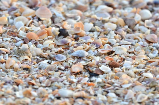 variety of broken seashells on a beach.
