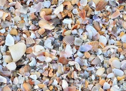 variety of broken seashells on a beach.