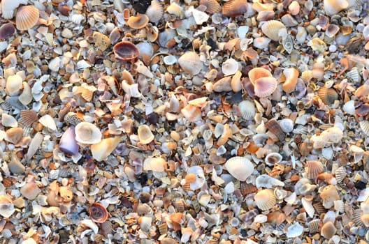 variety of broken seashells on a beach.