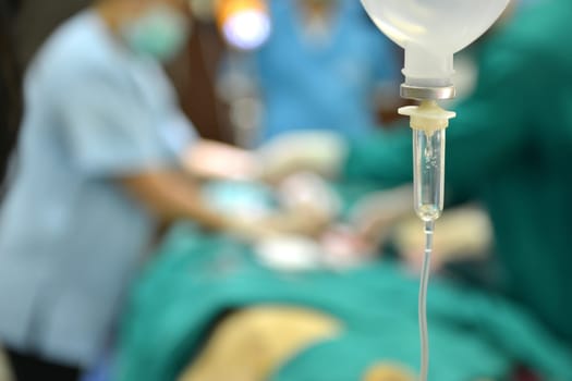 Veterinarian performing an operation on a lion in the operating room