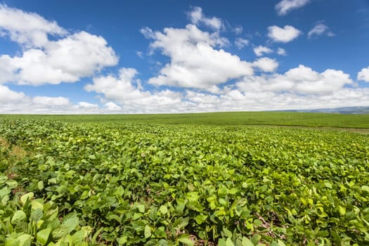 Summer mountain farming vegetable planted crop growing high rural mountains.