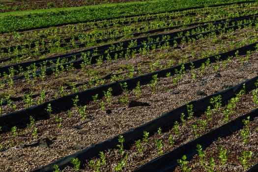 Hydroponic organic farming agriculture of seedlings vegetables and herbs growing in stones water supplied lanes.