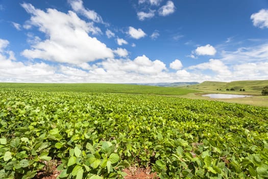 Summer mountain farming vegetable planted crop growing high rural mountains.