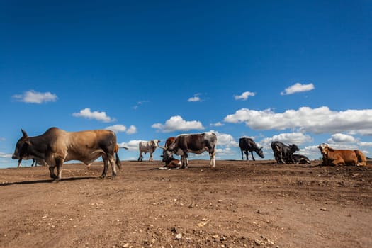 Cows cattle animals standing on bare barren earth with industrial encroachment against blue sky.