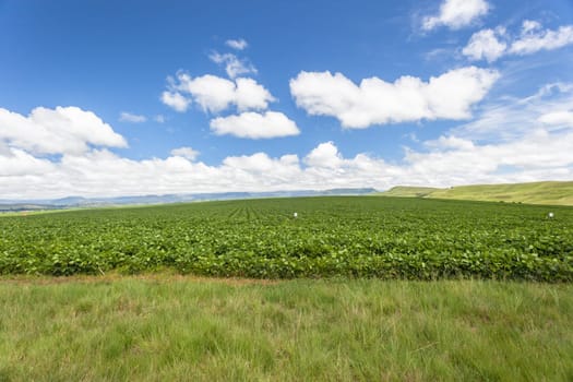 Summer mountain farming vegetable planted crop growing high rural mountains.