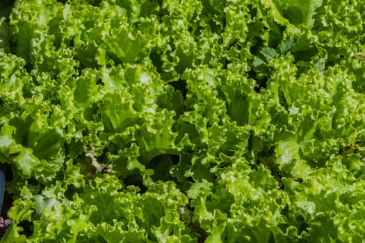 Hydroponic organic farming agriculture of seedlings vegetables and herbs growing in stones water supplied lanes.