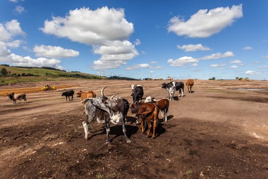 Cows cattle animals standing on bare barren earth with industrial encroachment against blue sky.